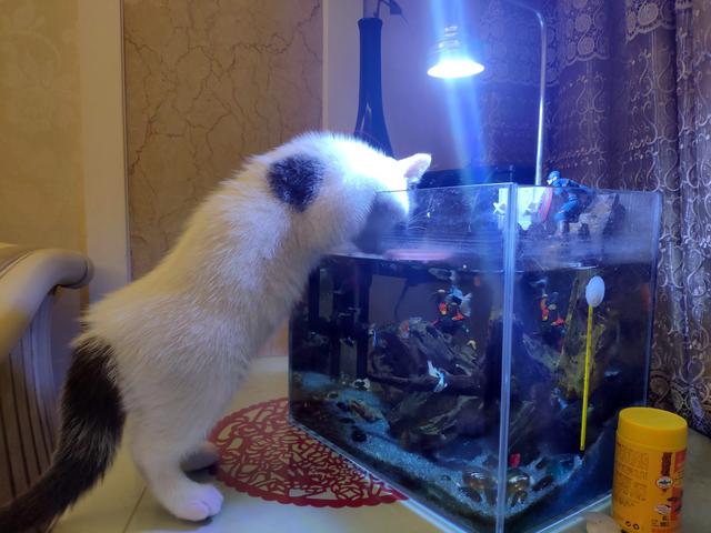 小奶猫想喝鱼汤,于是就趴到鱼缸里准备……鱼很恐慌怎么办?