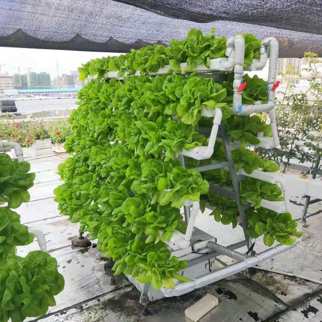 水培蔬菜,是指大部分根系生长在营养液液层层中,只通过营养液为其提供