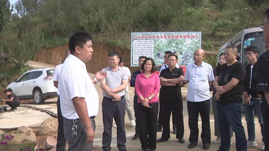 黄波带队到镇宁自治县六马镇考察蜂糖李种植情况