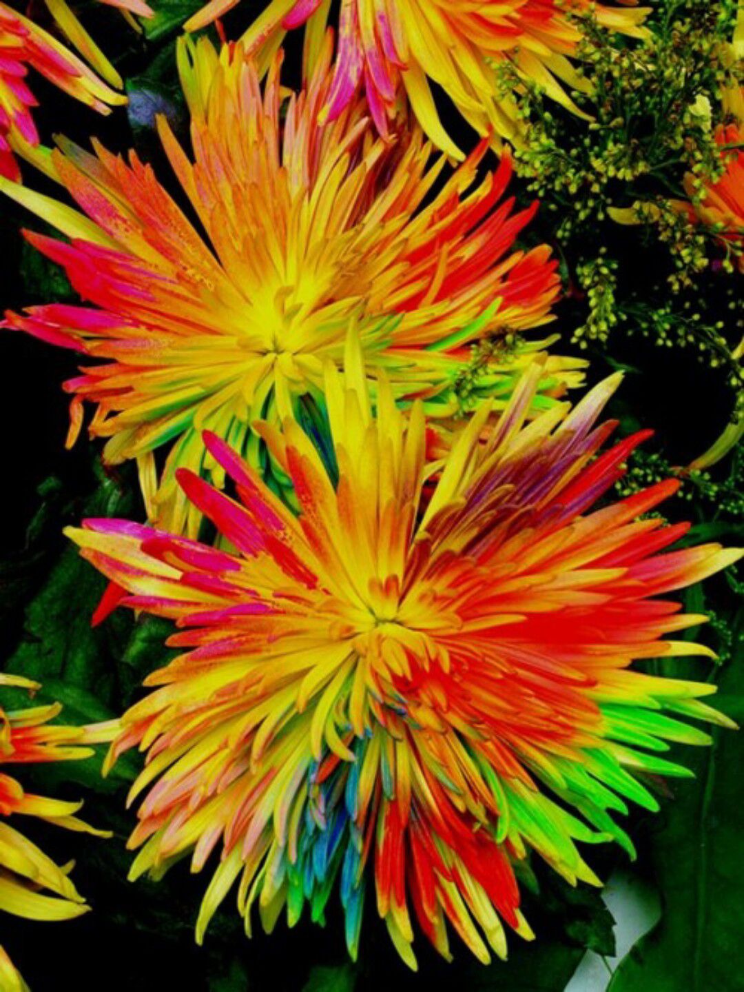 养菊花怎能少得了"彩虹菊",开花如彩虹,寓意:约定,不离不弃