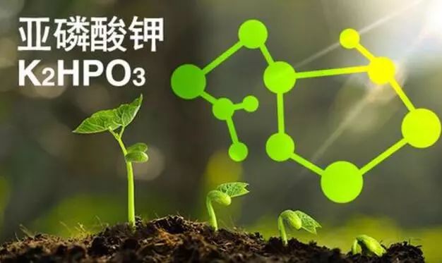 原创亚磷酸钾作用有哪些补钾杀菌控旺抗病害防徒长就是这么牛