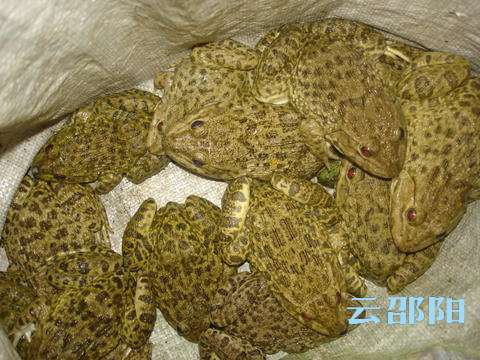 非法狩猎泥蛙,绥宁黄桑一村民得了个大教训