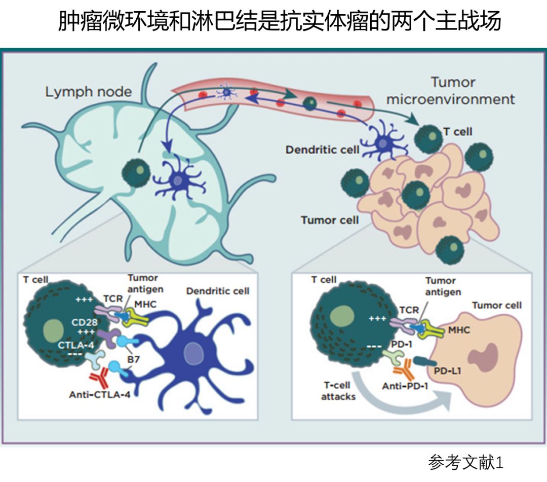 免疫细胞杀伤实体瘤困境之-进入肿瘤微环境有多难?