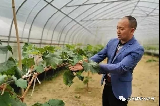 张家港善港农业基地图片