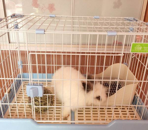 原创养兔知识小兔子能吃什么存活幼兔40天左右可以吃青菜吗