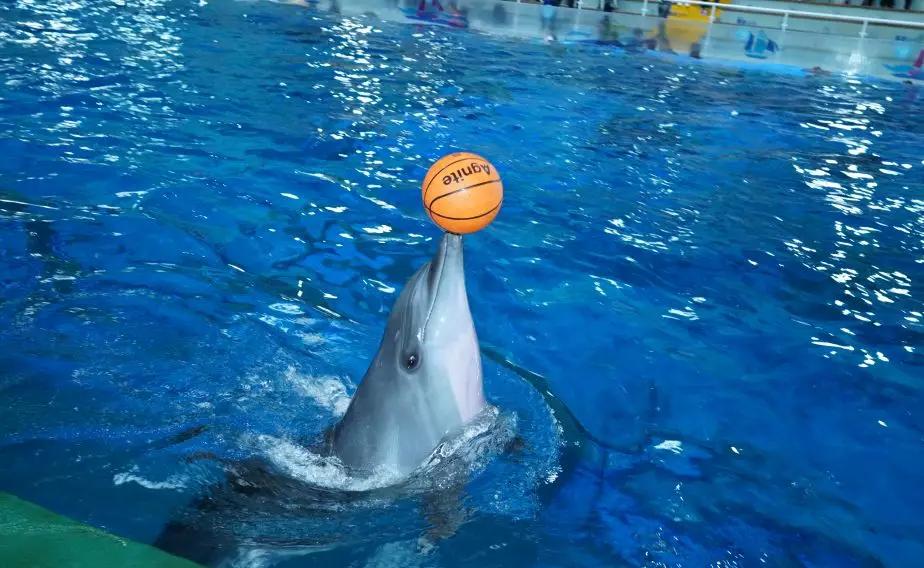 海豚海狮表演秀 人与自然,人,神话 三种类型的演出都看过了 是时候