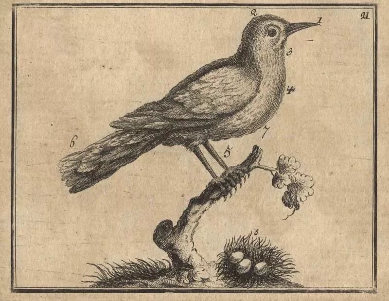 讲座报名西方文学中的夜莺意象