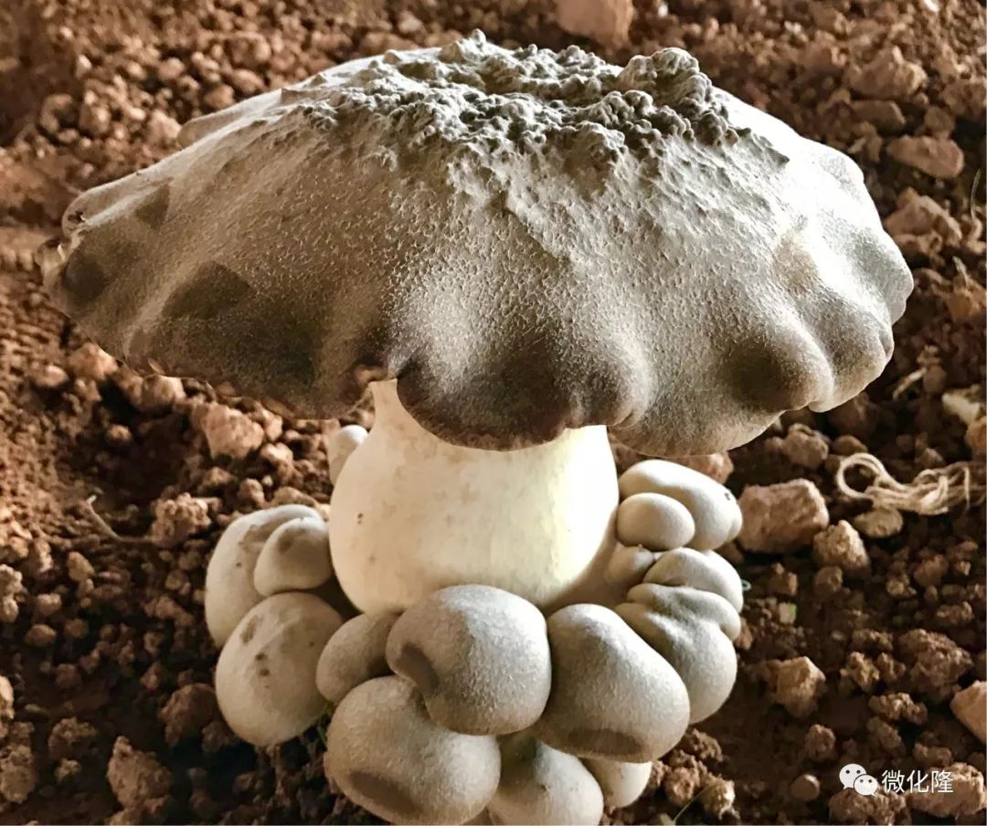 【化隆】熊掌菇种植成功 走进农展会