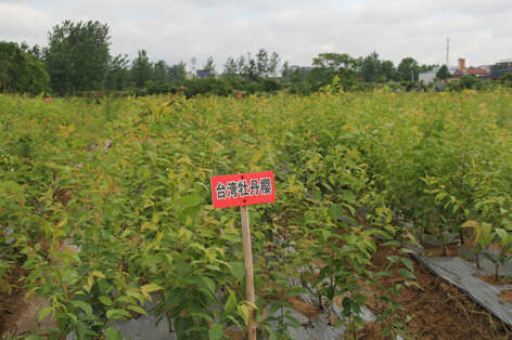 江西抚州供应台湾牡丹樱花小苗台湾牡丹樱花台湾富士樱花