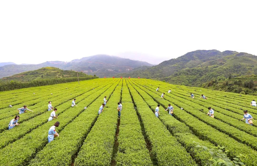 热销不止的安溪铁观音,京东集团都点赞的"秋香"_茶园