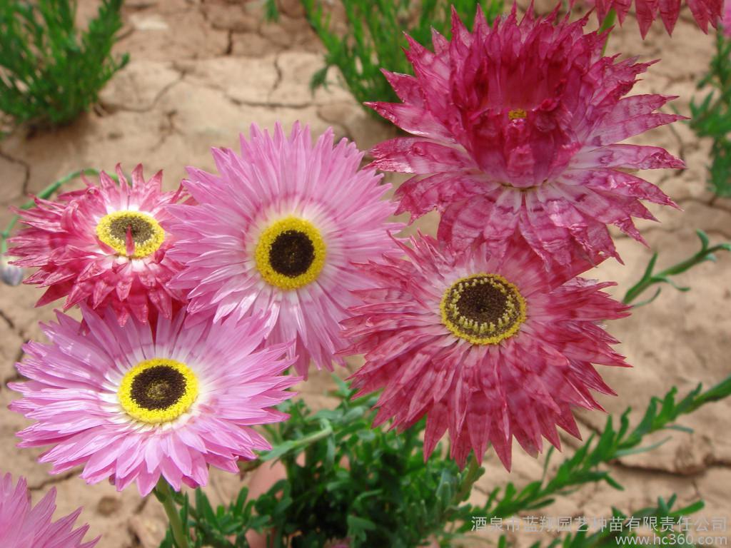 养永生菊一开花便是150天比玫瑰好比菊花好看