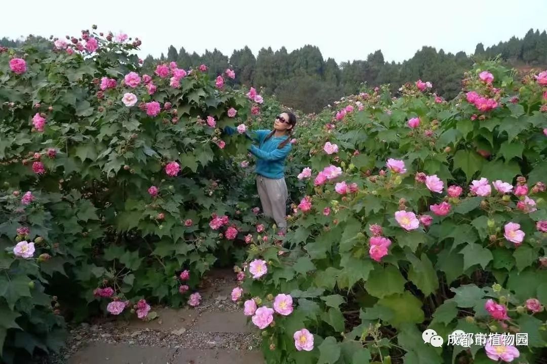 盛世芙蓉 花开天府-2019年十月观花指南