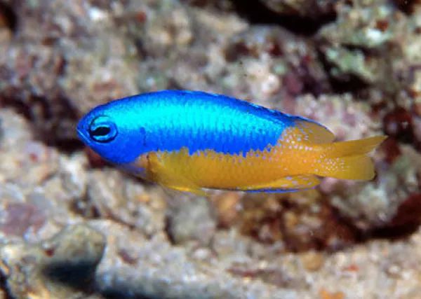 每日一鱼海水鱼黄肚蓝魔鬼上蓝下黄