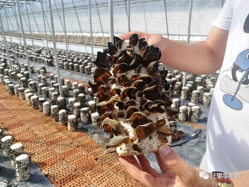 不忘初心牢记使命打造木耳特色种植新方向