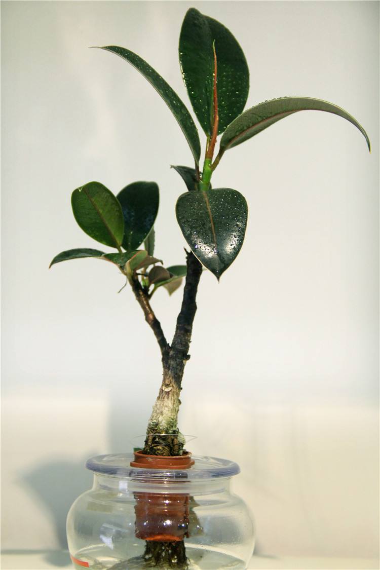 家居热带风水培橡皮树