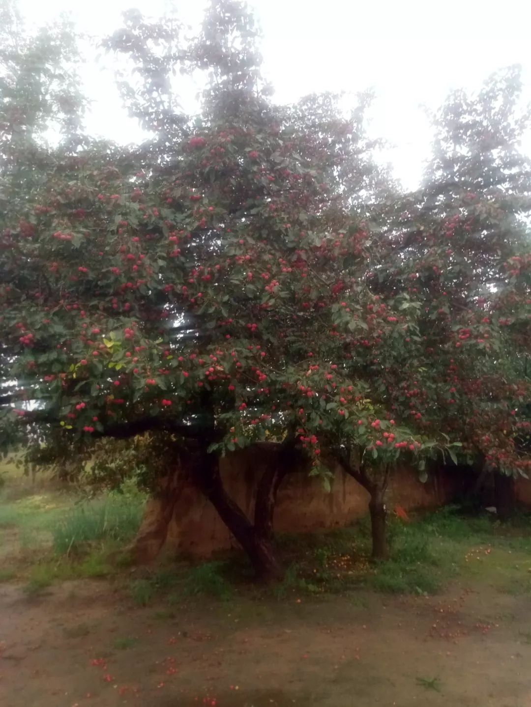 本土又是海红挂枝头布尔陶亥的海红子熟了