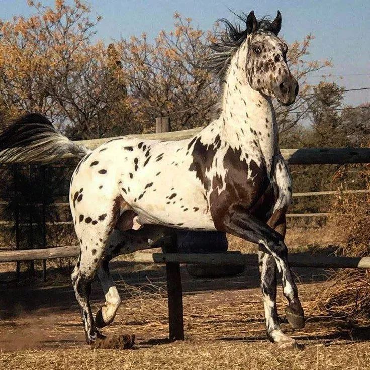 非他莫属了!_阿帕卢萨马