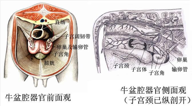 長 20~30cm,彎曲度中等;輸卵管漏斗大,可將整個卵巢包裹;末端與子宮角