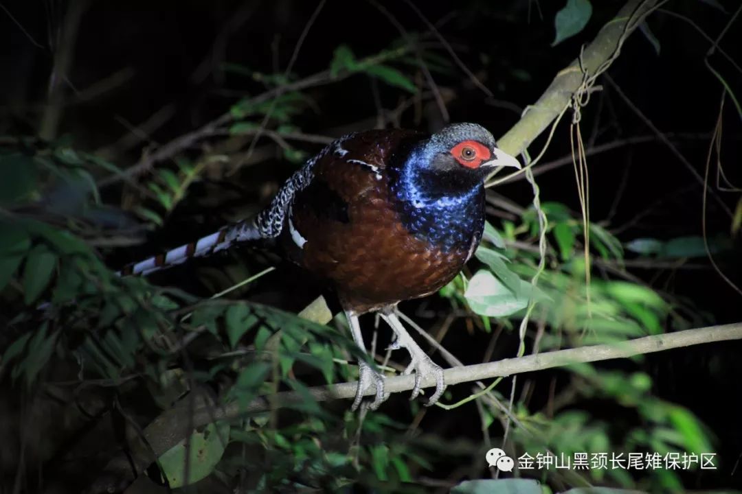 广西山霸王鸟图片