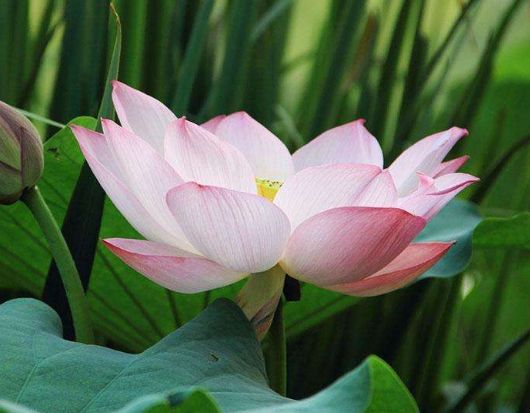 胡子叔子讲生肖运势(胡子叔是谁)