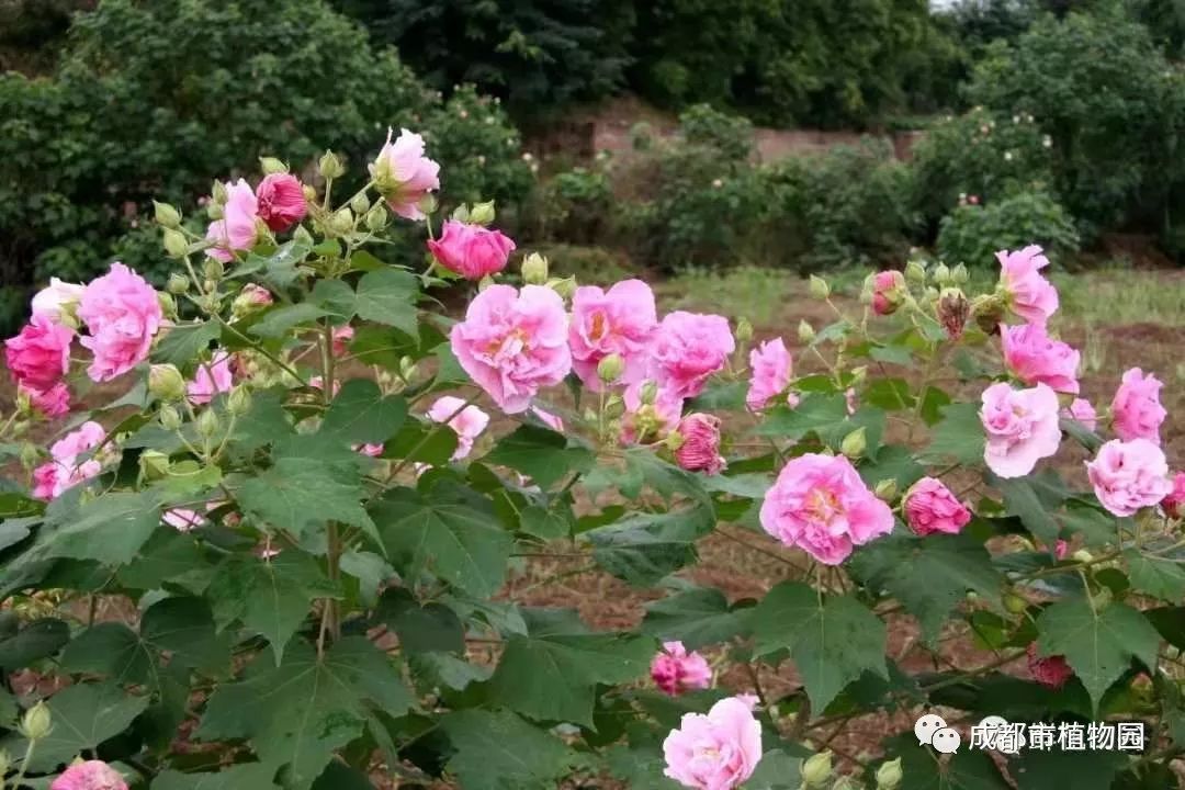 盛世芙蓉 花开天府-2019年十月观花指南