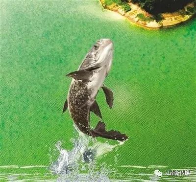 洈水鱼受到央视关注华师教授点评洈水美食
