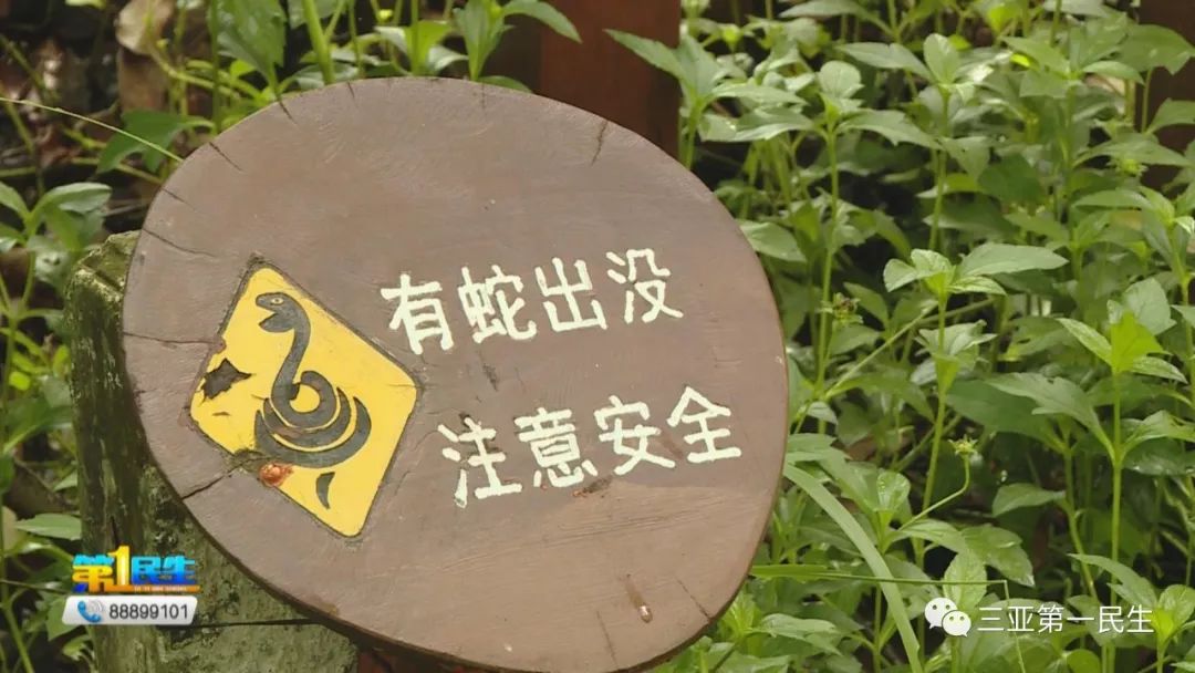 野外游玩小心蛇出没三亚这两家医院可治蛇咬