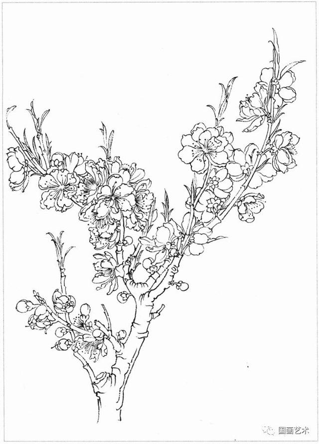 白描百花画谱选页欣赏1
