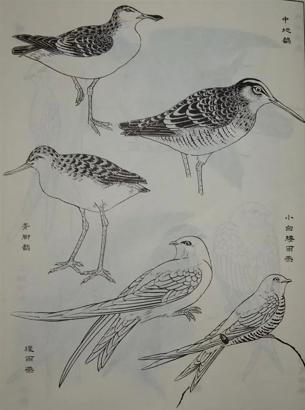 而禽鸟形象是花鸟画视觉关注的重点,因此,掌握禽鸟的画法是有志从事