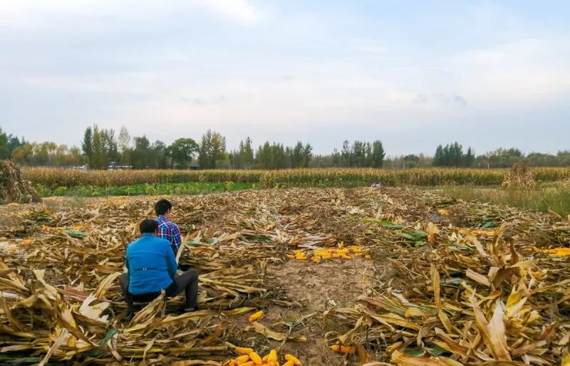 实拍老家收秋掰玉米28亩玉米地两手胀痛掰玉米掰到绝望