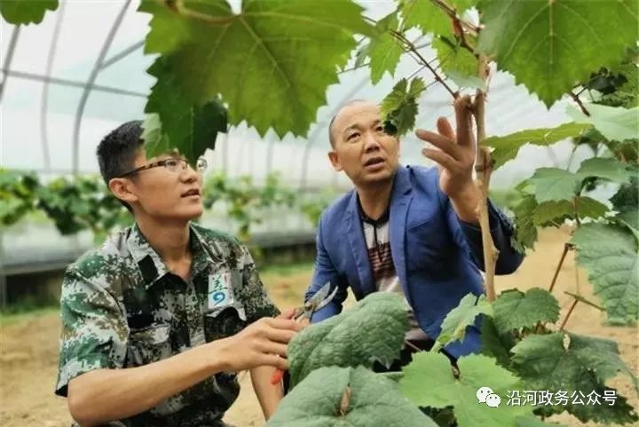 张家港善港农业基地图片