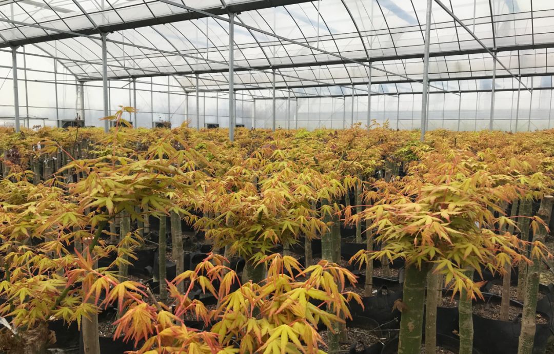 2019长兴花木大会新优品种展参选品种太湖金枫