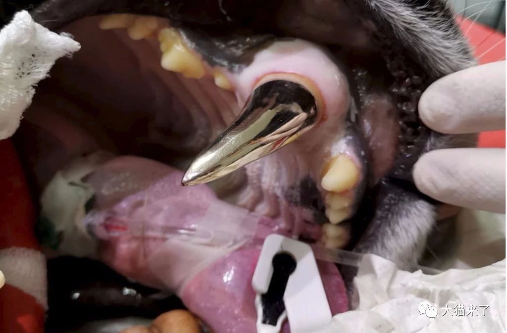 原创真正的虎口拔牙!250斤重母虎犬齿松动,牙医为其换上一颗大金牙