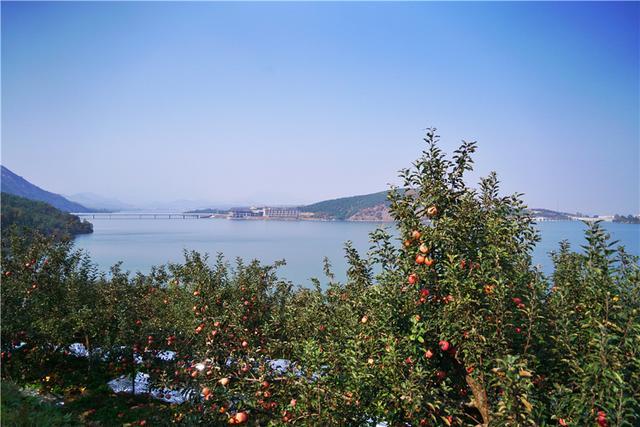 原创山东烟台的苹果红了,年产10亿公斤的栖霞苹果今年你吃了吗?