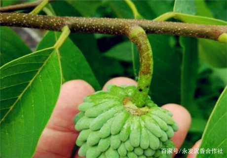 原創水果冰淇淋釋迦果的高產要點