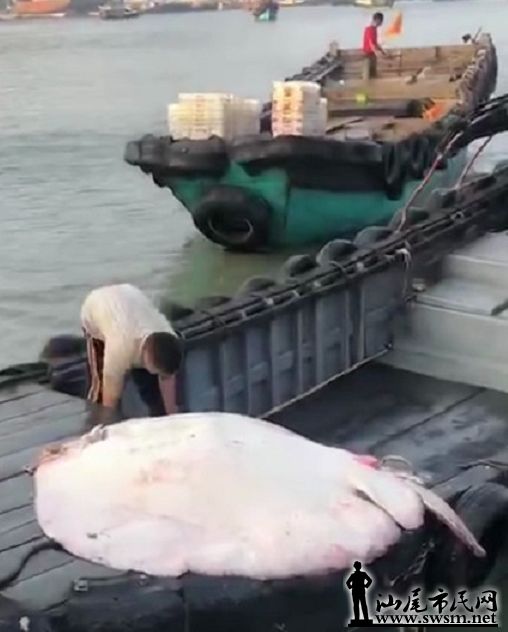 渔民抓到"超大魔鬼鱼".