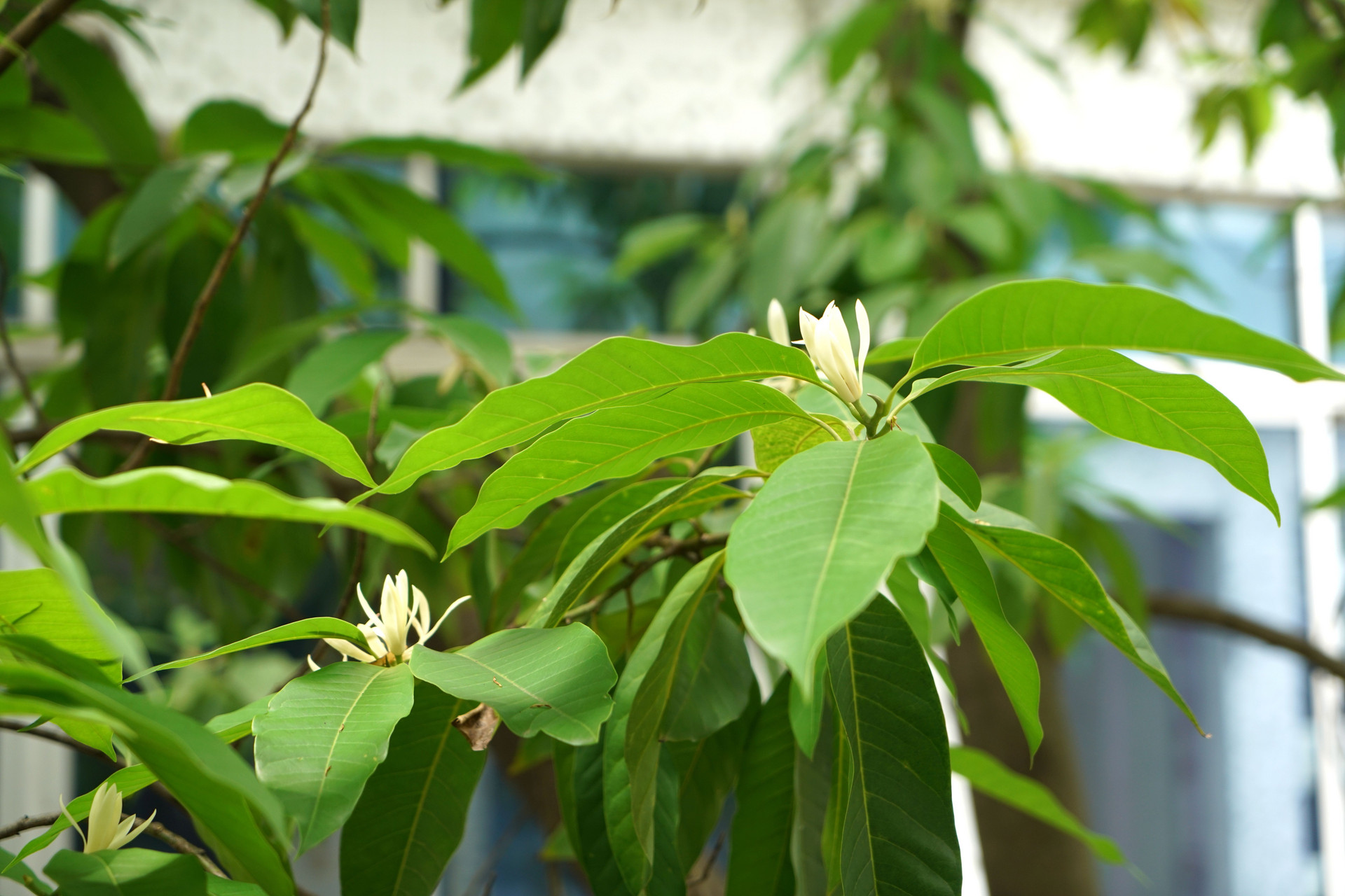 家中植树风水原来是这样的