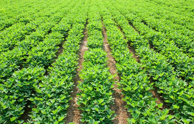 花生产量高不高关键看施什么肥很多人没用对