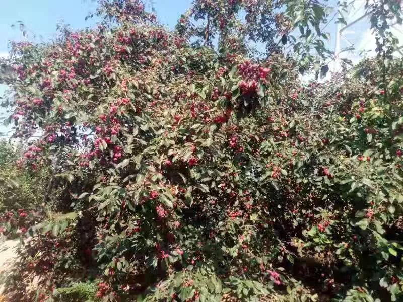 本土又是海红挂枝头布尔陶亥的海红子熟了