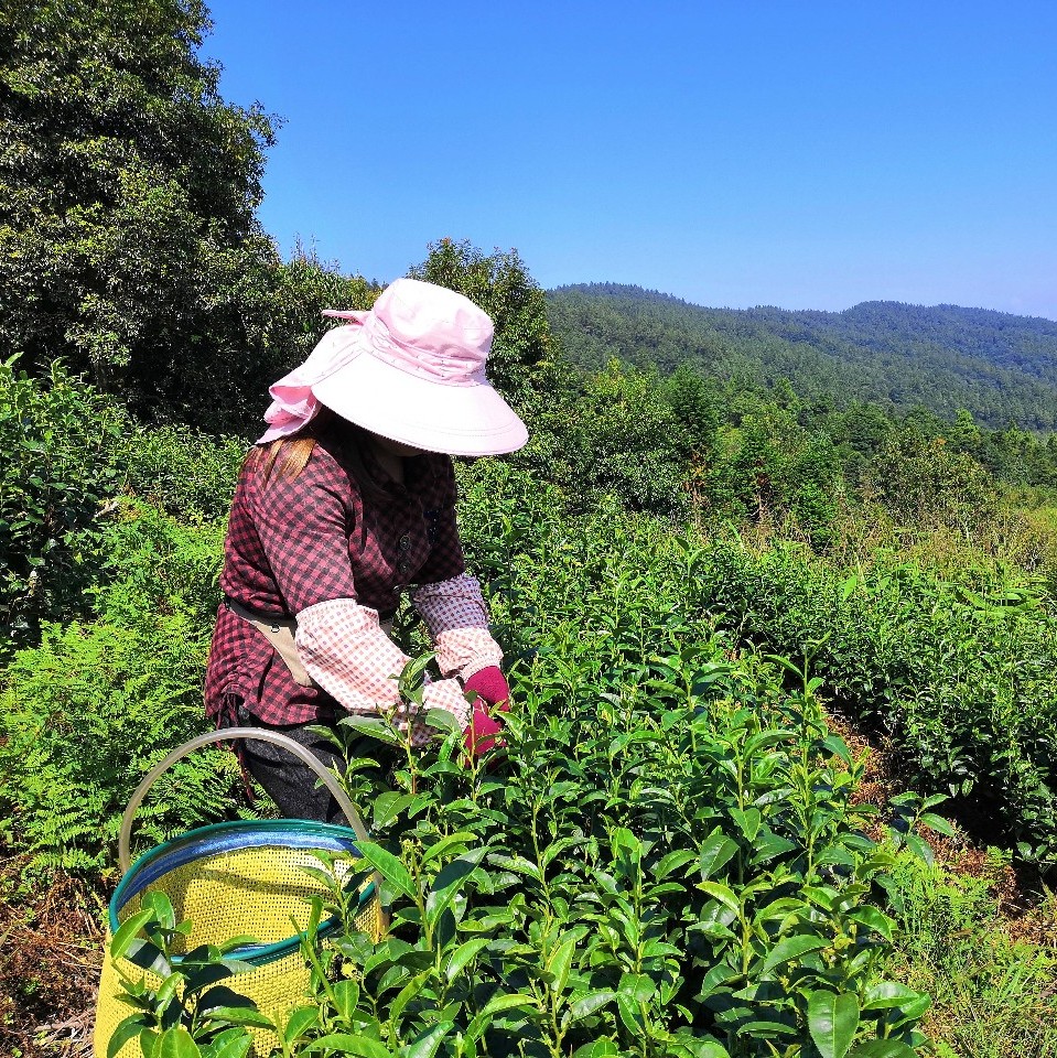 茶叶种植的步骤