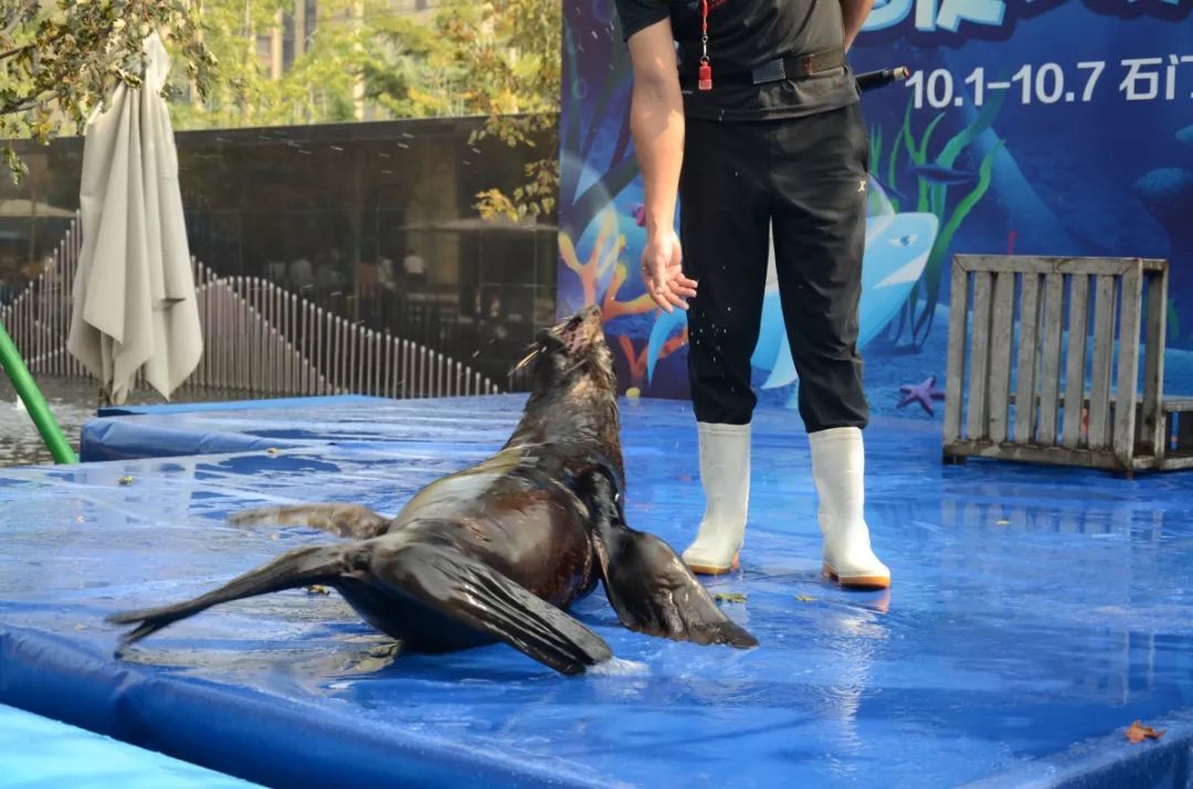 倒立,学人走路等做出一个个萌趣可爱的动作在驯兽师的指导下最瞩