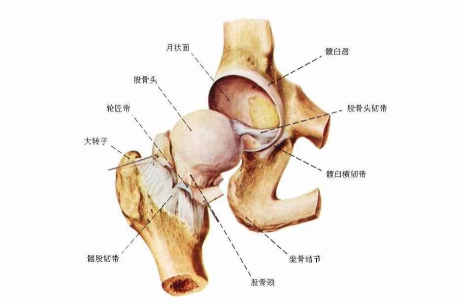 髋关节(hip joint)由股骨头与髋臼构成,属球窝关节,是典型的杆臼关节