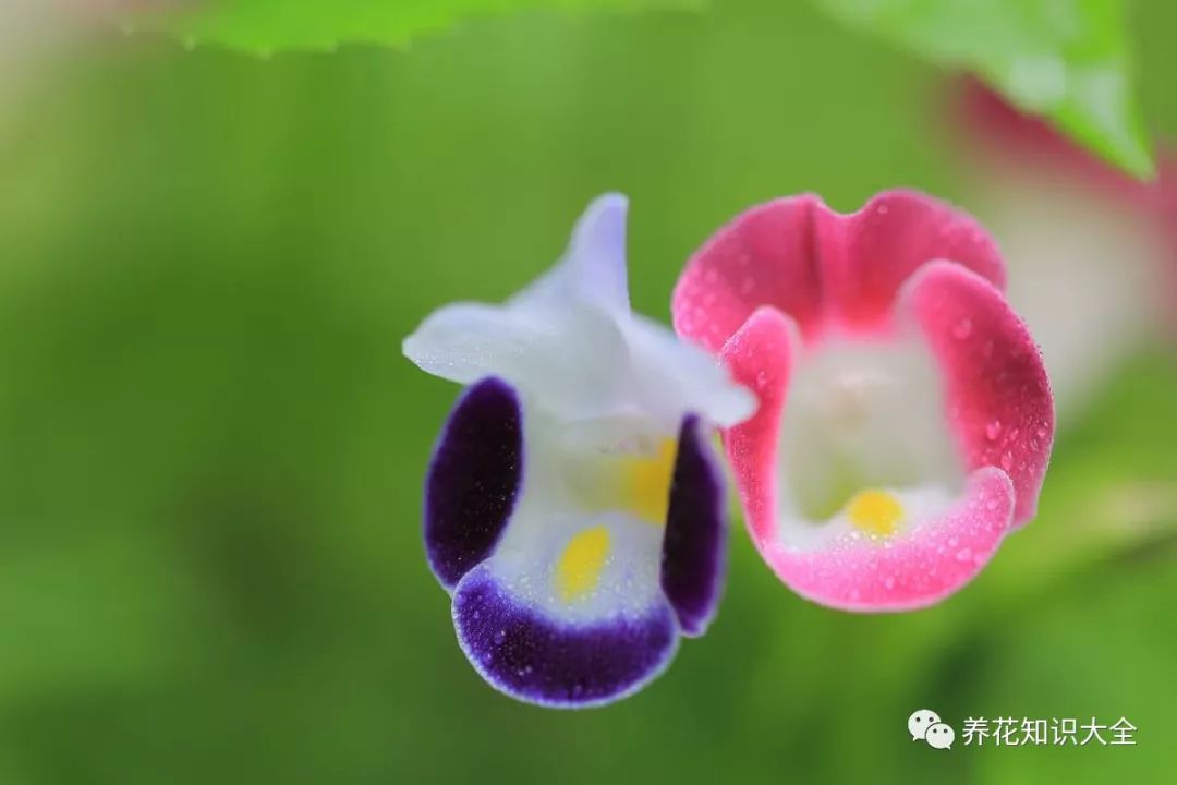 一花一色太单调那这些彩虹花还不得让邻居全都跑来看