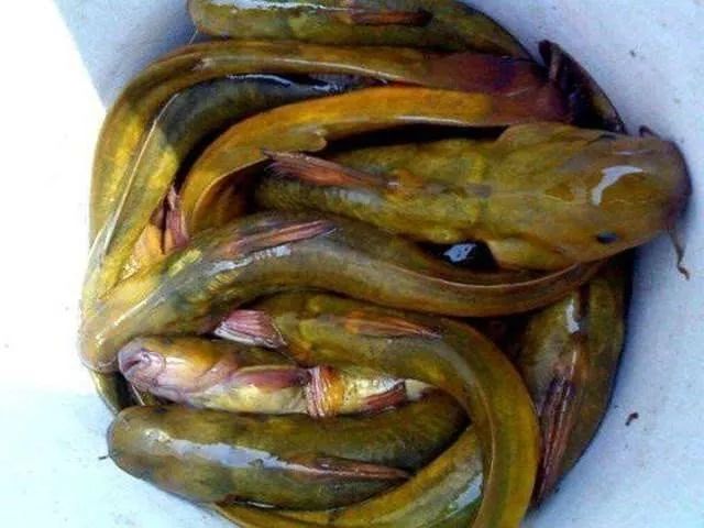 钓友说这才是正宗的野生黄颡鱼跟平时钓的区别挺大的你见过吗