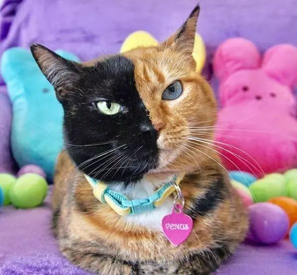 嘴角黑成鲶鱼精我还有变回人的机会吗