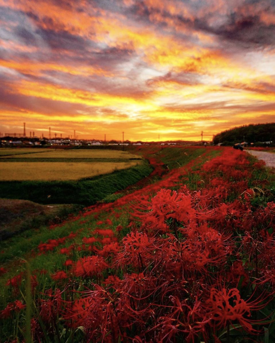 日本賞花8大地點盤點冥界路上的血色之花彼岸花