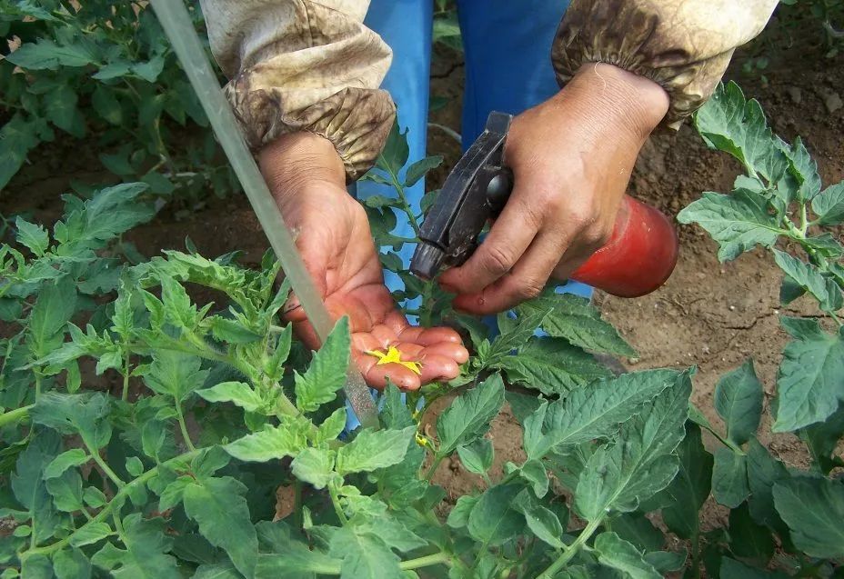 番茄授粉方式图片