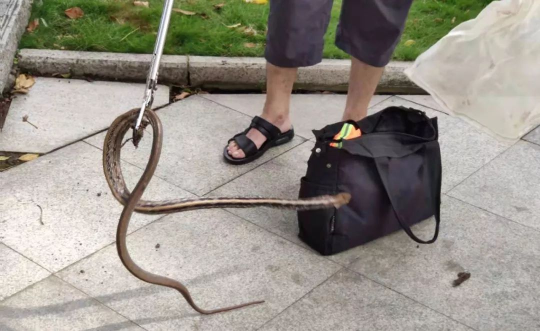 珠海人注意马路惊现十几斤重蟒蛇胆小慎入