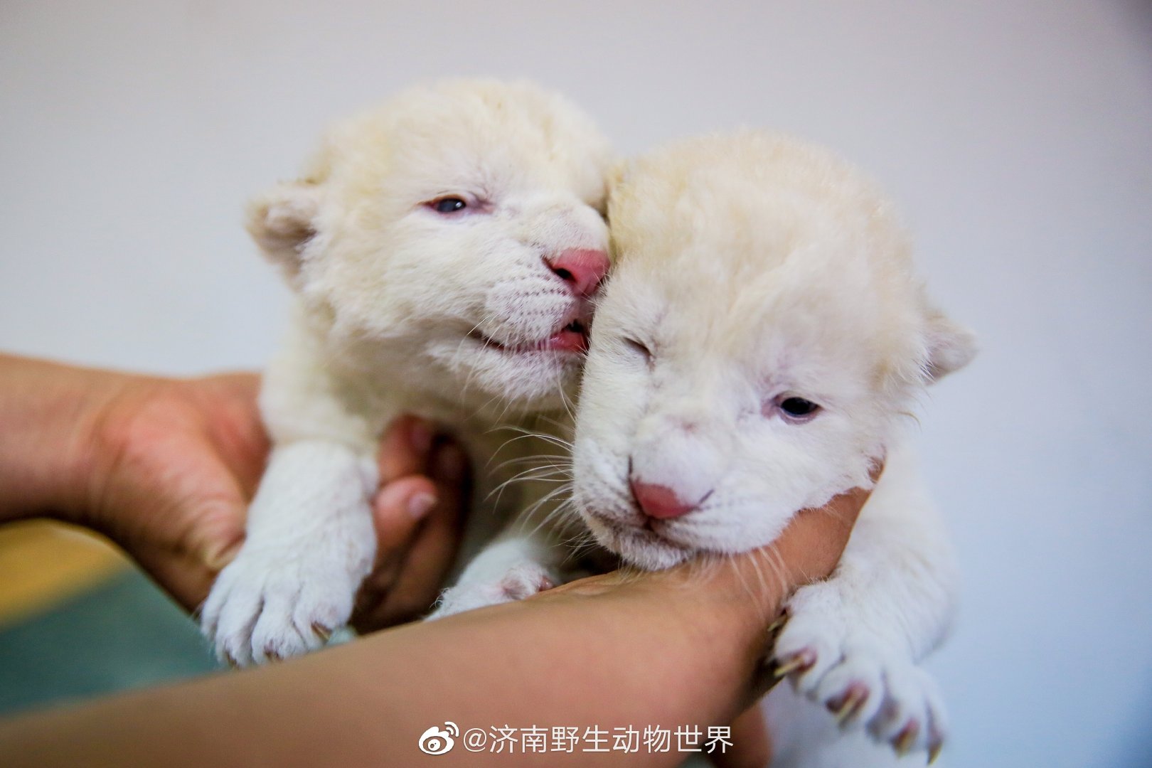 濟南野生動物世界新生一對