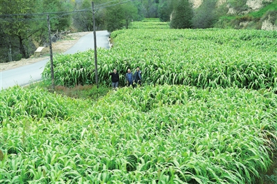 在省州农科院的帮扶支持下,东乡县通过项目支撑种植了3000多亩甜高粱